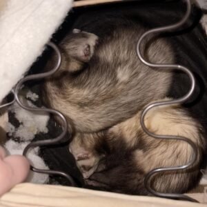adopt a calm male ferret pair in USA