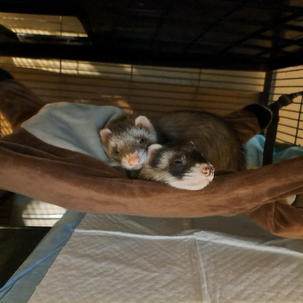 adopt a calm male ferret pair in USA