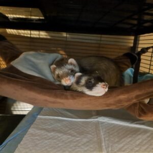 adopt a calm male ferret pair in USA