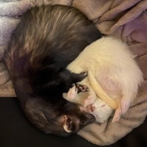 adopt a calm male ferret pair in USA