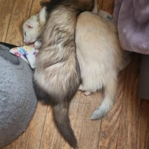 adopt a playful bonded female ferret pair in USA