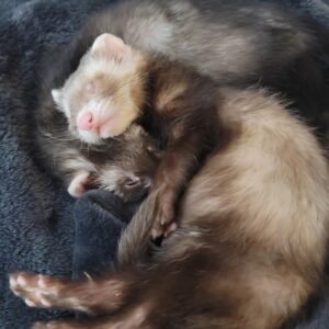 adopt a playful bonded female ferret pair in USA