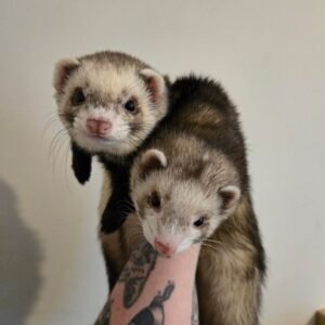 adopt a playful bonded female ferret pair in USA