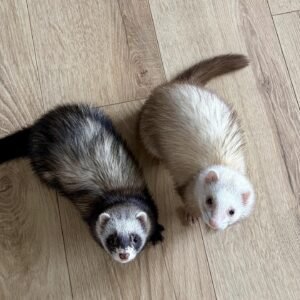 adopt an adventurous bonded ferret pair in USA