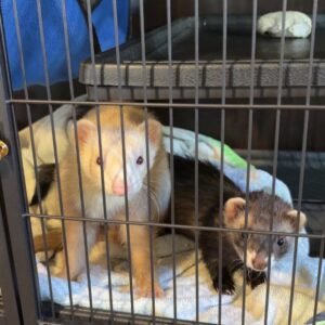 adopt a playful bonded ferret pair in USA