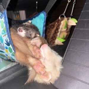 adopt a playful bonded ferret pair in USA