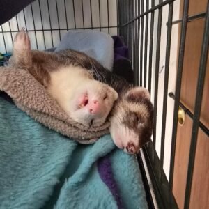 adopt a calm bonded ferret pair in USA