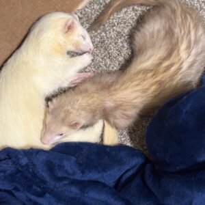 adopt a calm bonded ferret pair in USA