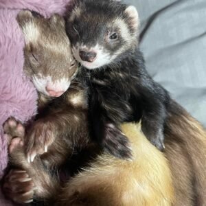 adopt a playful young male ferret pair in USA