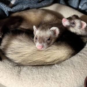 adopt an energetic female ferret pair in USA