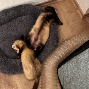 adopt an affectionate female ferret pair in USA